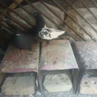 زاغ ابادانی  و سر سیاه