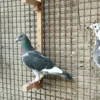 کبوتر قره کوهی|پرنده|شیراز, شهرک مدرس|دیوار