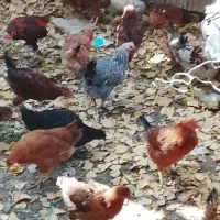 مرغ و خروس گلپایگانی|حیوانات مزرعه|آبعلی, |دیوار