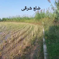فروش زمین کشاورزی|فروش زمین و ملک کلنگی|زرگرشهر, |دیوار