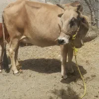گاو وگوساله