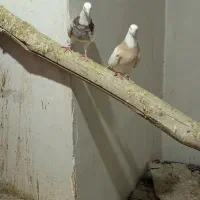 طوقی آجری ماده خال سیاه نر فولادی خال قدیم