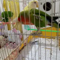 کوتوله جفت مولد