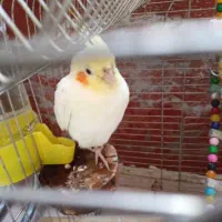دو عدد عروس هلندی نر و ماده