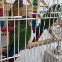 طوطی گرینچیک|پرنده|مشهد, الهیه|دیوار