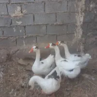 غاز دورگه|حیوانات مزرعه|آبادان, |دیوار