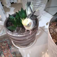 جوجه عروس سینامون|پرنده|کرج, کرج نو|دیوار