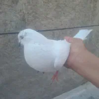 یک عدد کبوتر
