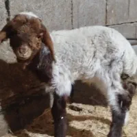 بره نر شیر خوری