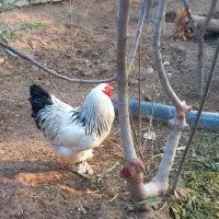 تخم مرغ برهما و رسمی نطفه دار|حیوانات مزرعه|تهران, مشیریه|دیوار