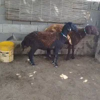 فروش گوسفند افشاری شیشک