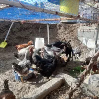 مرغ ،خروس،فریح،بهچه،|حیوانات مزرعه|نوشین شهر, |دیوار