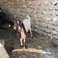 فروش دو بز|حیوانات مزرعه|بردخون, |دیوار