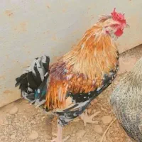 خروس سلطان چهل تاج کاکلی جوون|حیوانات مزرعه|شیراز, شهرک کوشکک|دیوار