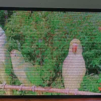 تلویزیون شهری تی وی وال تابلو ال ای دی  تابلو روان