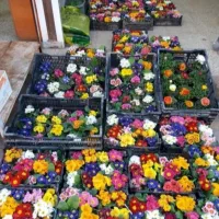 سمپاشی وباغبانی بامهرفاکتور شرکت درسراسرتهران|خدمات باغبانی و درختکاری|تهران, ونک|دیوار