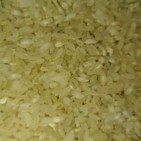 فروش 6تن چلتوک و برنج پاکوتاه کامفیروز ی|خوردنی و آشامیدنی|کامفیروز, |دیوار