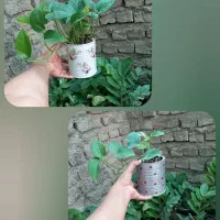 فروش گلهای آپارتمانی.حراجج|گل و گیاه طبیعی|گنبد کاووس, |دیوار