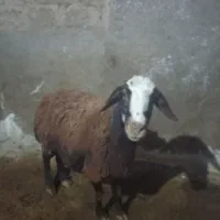 سه عدد میش مهربان