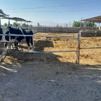 حمل شن وماسه.کود گاو خالص. درتناژ ۶ تا ۱۰ تن|خدمات حمل و نقل|بم, |دیوار