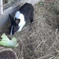 خرگوش دستی زیبا|موش و خرگوش|شوشتر, |دیوار