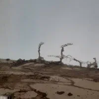 سمپاشی وموریانه زدایی باضمانت نامه کتبی|خدمات نظافت|امیدیه, |دیوار