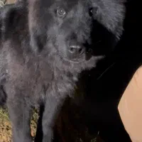 معاوضه و نقدی ژرمن با پامر