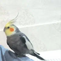 عروس هلندی گم شده به اسم جیان