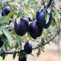 خرید. نهال بدون واسطه مستقیم از خود تولید کننده