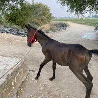 کره اسب دو رگه