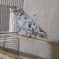 کبوتر سرور گرفتنی