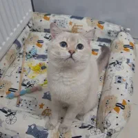 جا خواب پت تشک سگ و گربه عمده و تک