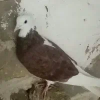 کفتر|پرنده|نیشابور, دهنو|دیوار