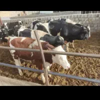 اجاره گاوداری 2500متری