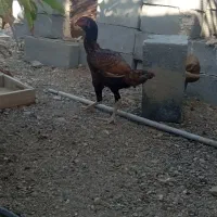 فروش مرغ|حیوانات مزرعه|بیکاه, |دیوار