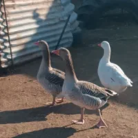 غاز تخمه گزار|حیوانات مزرعه|سوسنگرد, |دیوار