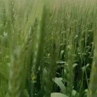 زمین-برا-کشت-گندم-میخوام