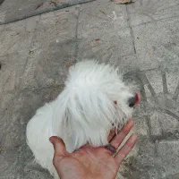 سک خانگی ب اسم لوسی