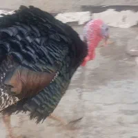 بوغلمون نر