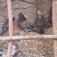 اصفهانی معاوضه با سهره خاکی|پرنده|اصفهان, ارغوانیه|دیوار