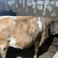 گاو چالوسی با گوساله ماده