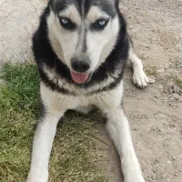 سگ هاسکی ماده