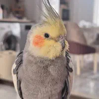 عروس هلندی سینامون نر سخنگو بالغ و لوازم