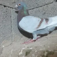 کبوتر|پرنده|گنبد کاووس, |دیوار