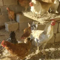 مرغ و خروس محلی ارگانیک|حیوانات مزرعه|صوفیان, |دیوار