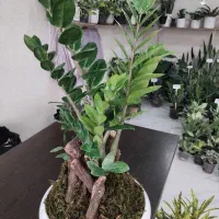 انواع گل های آپارتمانی و گلخانه ای|گل و گیاه طبیعی|لاهیجان, بازکیاگوراب|دیوار