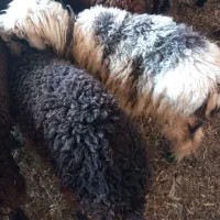 بره ماده