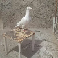 کبوترسفیدماده