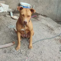 سگ پیت بول