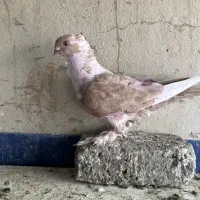 کفتر|پرنده|تهران, گمرک|دیوار